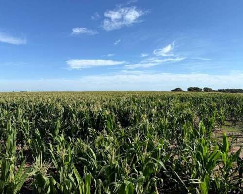 Vendo Importante Campo en Santa Rosa la Pampa
