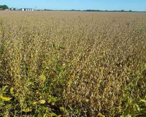 Vendo 130 Has en Inriville