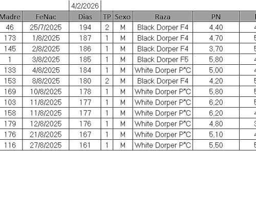 Carneros Dorper( White y Black)