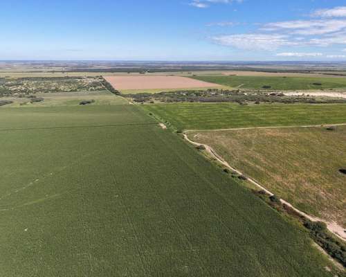 Las Vizcacheras, Pedernera, San Luis - 266 Ha