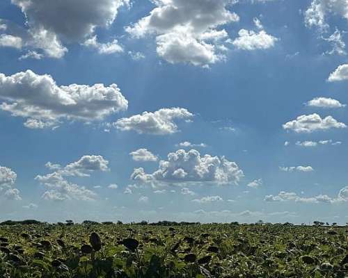 Se Venden 100 Ha Zona Pilar