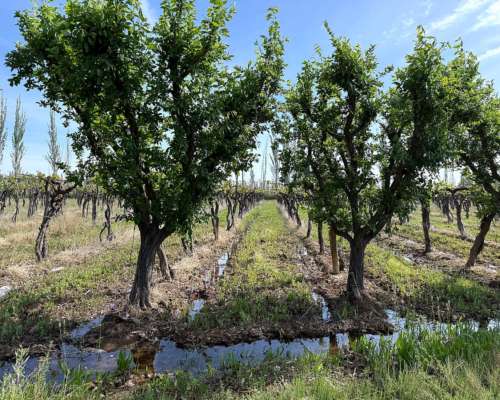 Finca 14 Ha el Pastal Mendoza. VID y Ciruelos