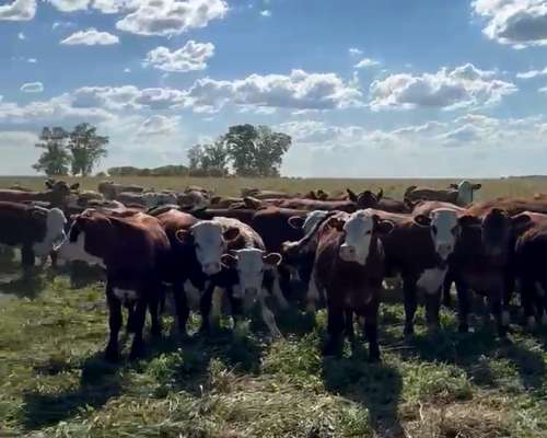 San Salvador, 721 Ha Agricolas Recrea e Invernada