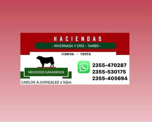 Tambo:comercializamos Rodeos Lecheros Holando y SUS Cruzas