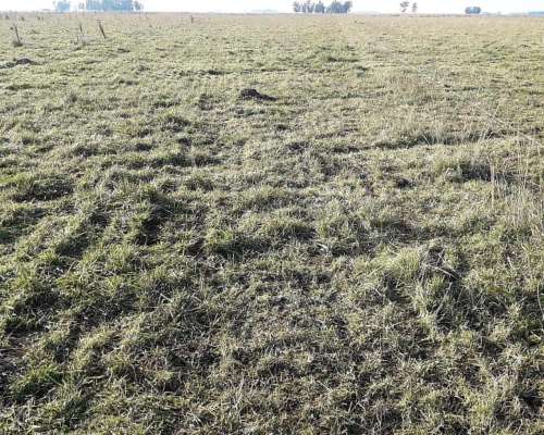 77 Hectáreas Ganadera Morea