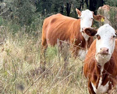 227 HA. Ganadero. Monigotes (santa Fe).