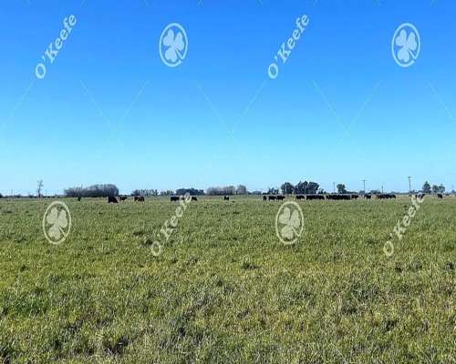 Campo en Venta de 450 Has en Magdalena. Ganadero