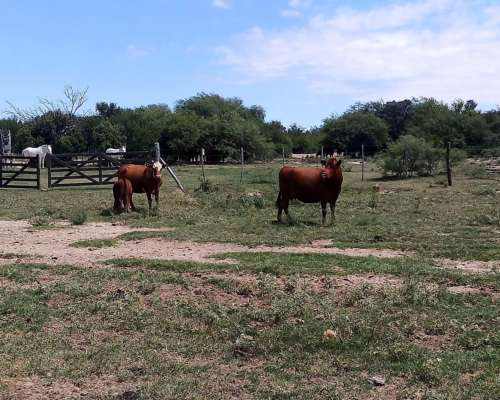 Alto Pencoso Estancia Ganadera Armada