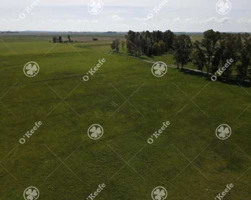 Campo en Venta de 200 Has en Chascomus