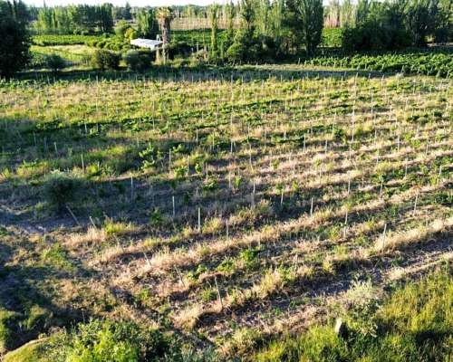 Finca 5.5 Ha con D° de Riego, Junin, Mendoza