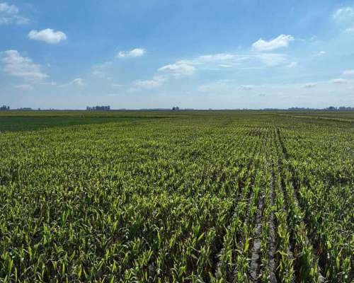 Pcia. de Buenos Aires - Roque Perez 243 Ha