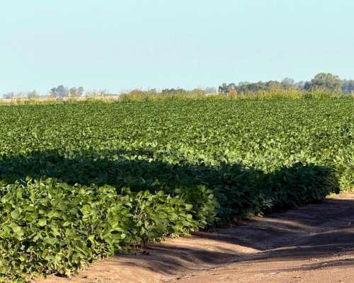 Campo 178 Hectáreas Agrícola