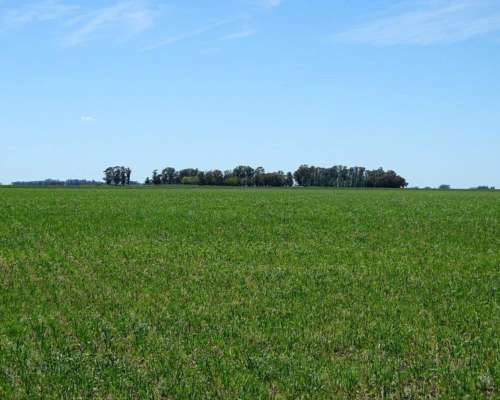 Ba3259 Excelente Campo Ganadero en Laprida