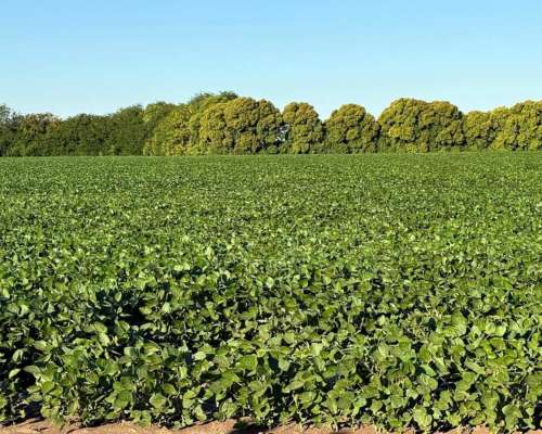 Campo 178 Hectáreas Agrícola