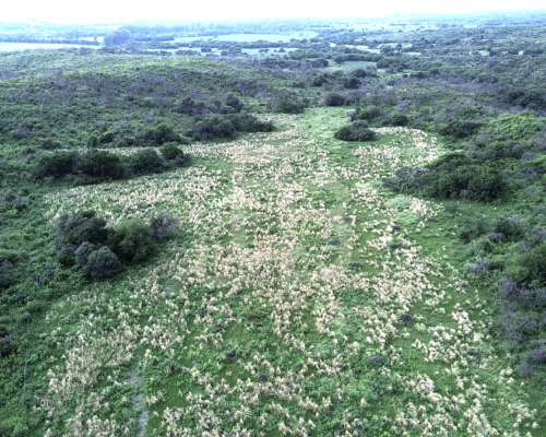 Campo 12 HA, Falda del Carmen