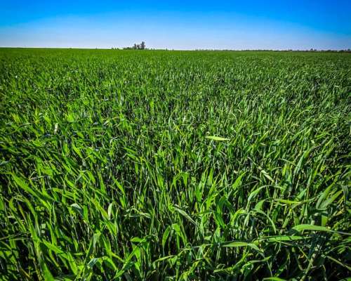 Tomo Animales a Pastaje o Capitalización