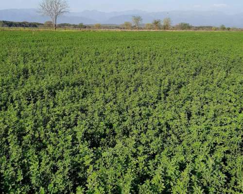 Alfalfas WL - WL 919