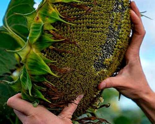 🌻semillas de Girasol Advanta Alto Potencial de Rendimiento