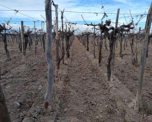 Finca de 139 Has Excelente Calidad de Tierr, Angaco S. Juan