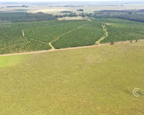 Se Vende Campo Ganadero de 505 Ha en Virasoro, Corrientes