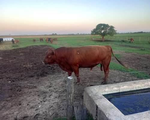 Toros Angus Mansos Disponibles