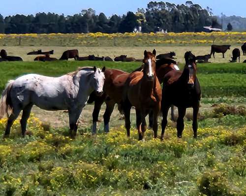 Se Alquila Campo Agricola - las Armas. Ayacucho - Ruta N°2