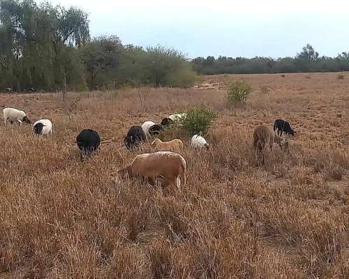 Ferlot Campo Agricola Ganadero en Catamarca Vendo