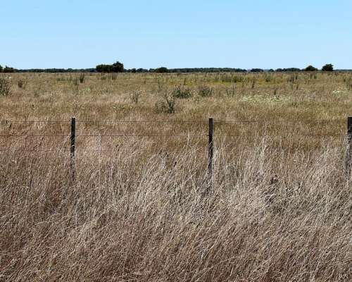 Campo en Venta 2500 HA. Ganadero. General Madariaga Retasado