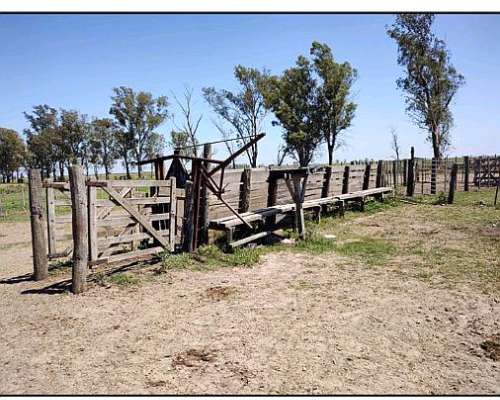 Campo Ganadero en Constanza