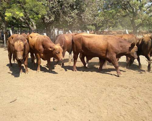 Toros Brangus Colorados-san Javier