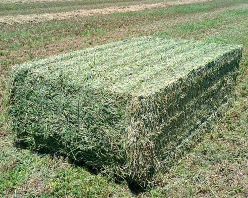 Megafardos de Alfalfa Cuteados