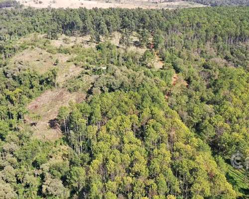 Se Vende Campo 740 Ha Ganadero-forestal en San Vicente, Misi