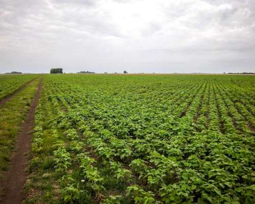 300 Ha Agric GAN Gral Alvear, Casa, Mejoras
