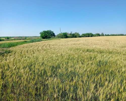 Buscamos Comprar - Estancia Ganadera Hasta 4000 Has