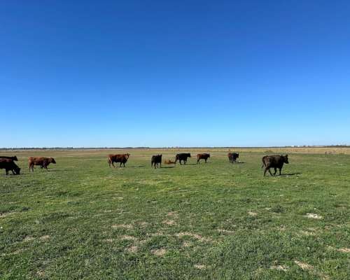 302 Has. Bahia Blanca con Arroyo