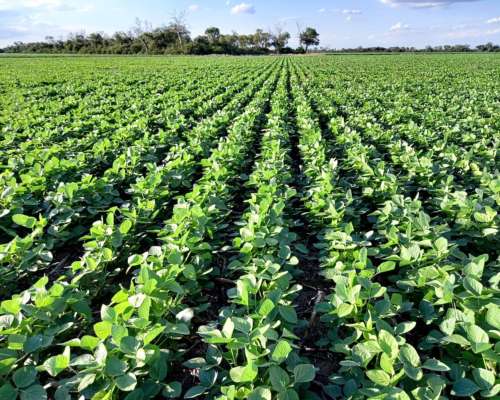 Vendo 94 Has en Bustinza