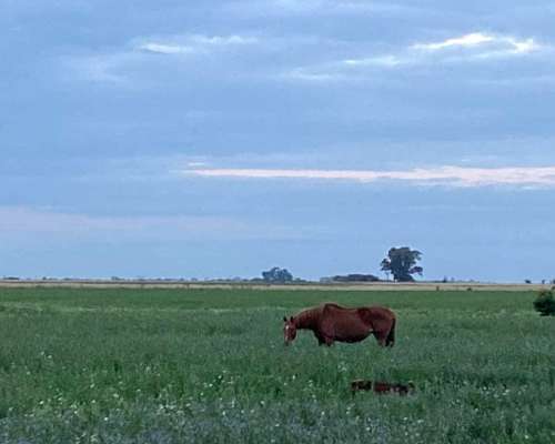 Alquilo. para Ganadería. Campo Mixto. Buena Tierra para Forr