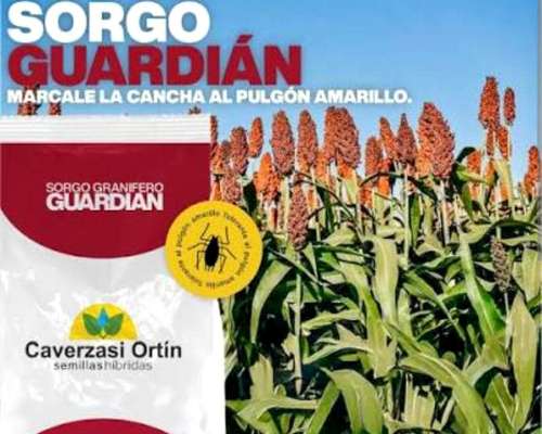 Sorgos Graniferos, Doble Propósito y Forrajeros