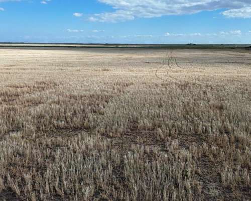 700 Hectáreas Pehuenco, BS. AS.