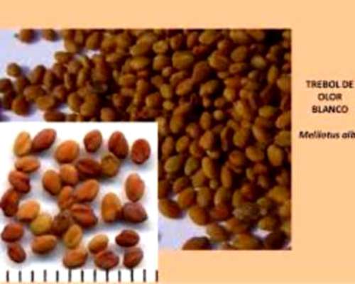 Compramos Melilotus (terminado Vibrado) en Zonas Productoras