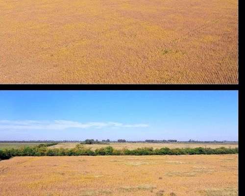 103 Ha SE Venden en Palacios Santa FE