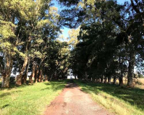 Campo Mixto 207 HA, las Flores (bs. As.)