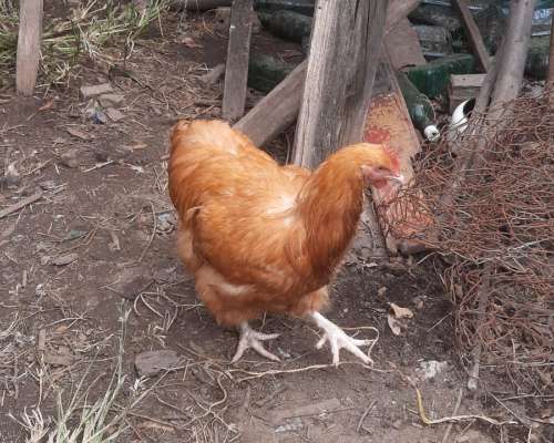 Gallos de Puros de Raza Orpintons Leonado