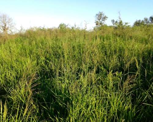 Campo Agricola/ganadero en Icaño S. del Estero C/riego