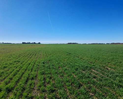 Cordoba – Venta muy Buen Campo Agricola 440 Ha Pampa Arenosa