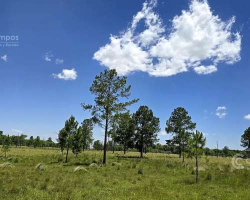 Se Vende Campo de 860 Ha Santo Tomé Corrientes.