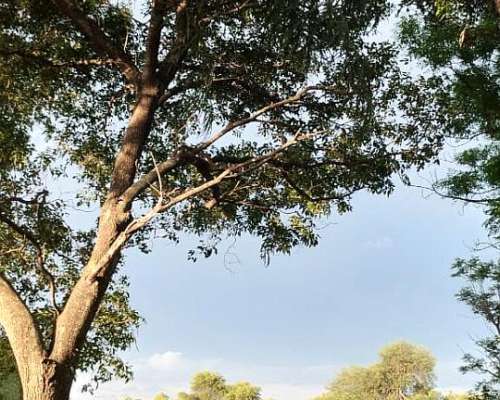 550ha Agroganaderas en Castelli, Chaco