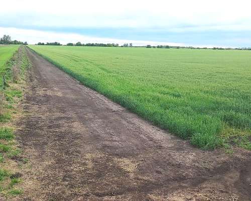 Campo Agricola Entre Rios