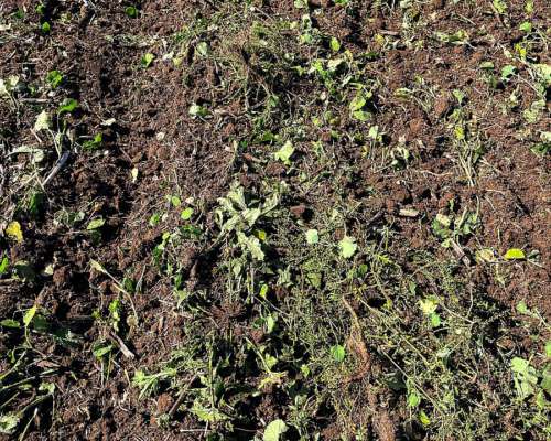 Carpidor Desmalezador Amazone Cobra