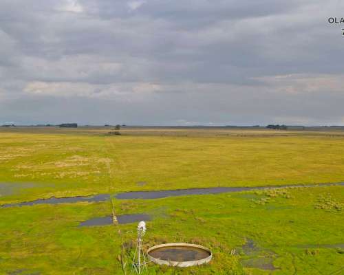 Campo Venta Olavarria 878 Ha Ganaderas